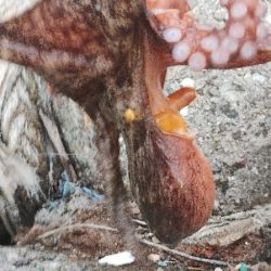 タコ釣り反省会