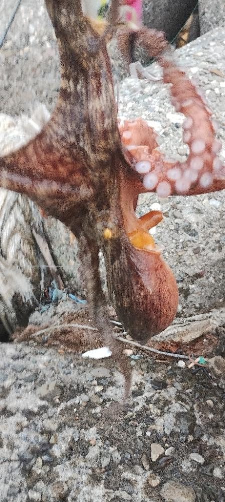 タコ釣り反省会