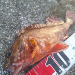 ロックフィッシュ釣行