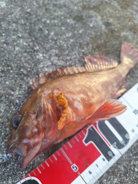 ロックフィッシュ釣行