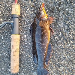 ロックフィッシュ釣行