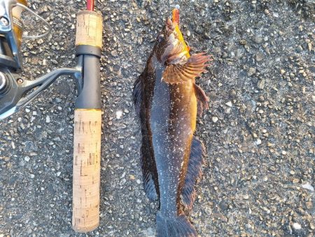 ロックフィッシュ釣行