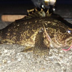 ロックフィッシュ釣行