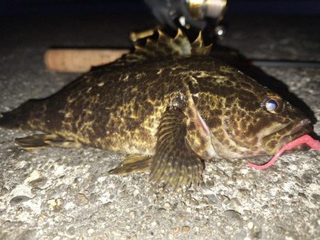 ロックフィッシュ釣行