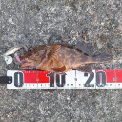 ロックフィッシュとアジ