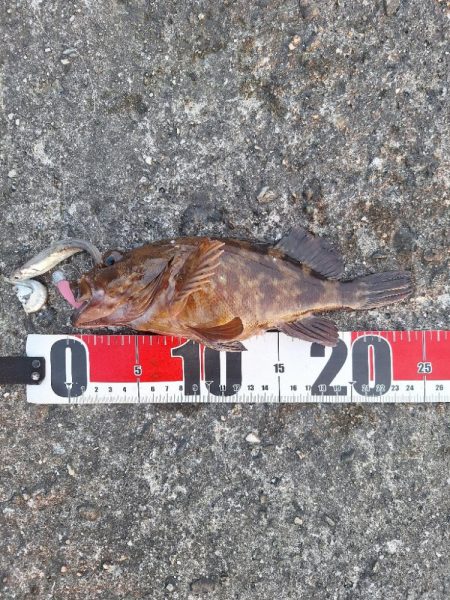 ロックフィッシュとアジ