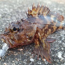 ロックフィッシュ釣行
