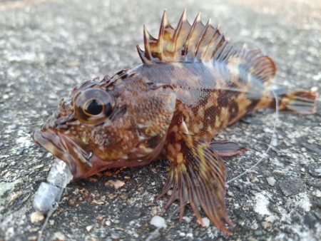 ロックフィッシュ釣行