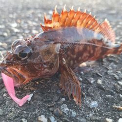 ロックフィッシュ釣行