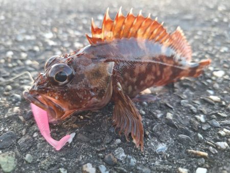 ロックフィッシュ釣行