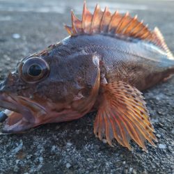 ロックフィッシュ釣行