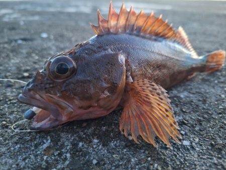 ロックフィッシュ釣行