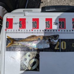 久々に武庫川一文字