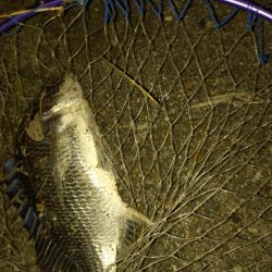 何とか1匹釣れました