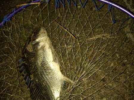 何とか1匹釣れました