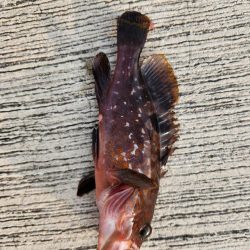 ロックフィッシュ