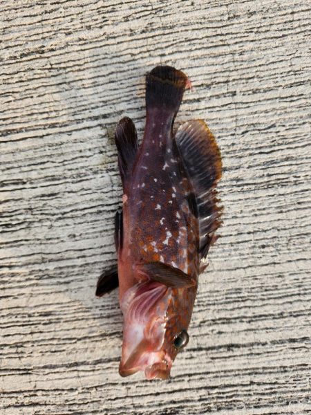 ロックフィッシュ