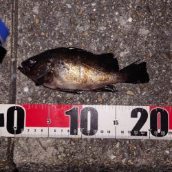 梅雨メバル調査3