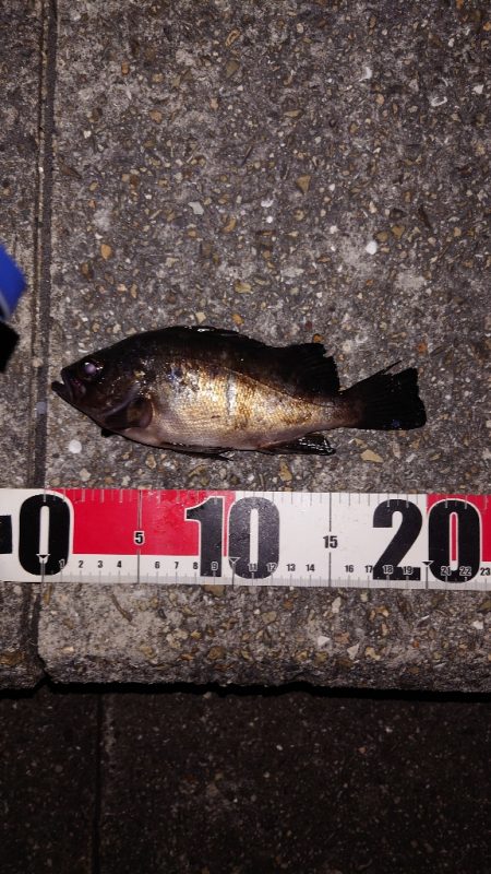 梅雨メバル調査3