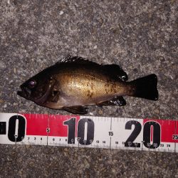 梅雨メバル調査4