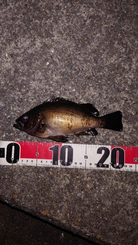 梅雨メバル調査4