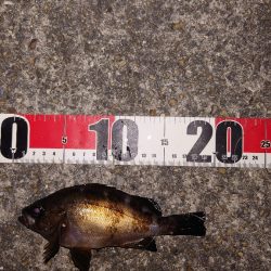 梅雨明けメバル調査