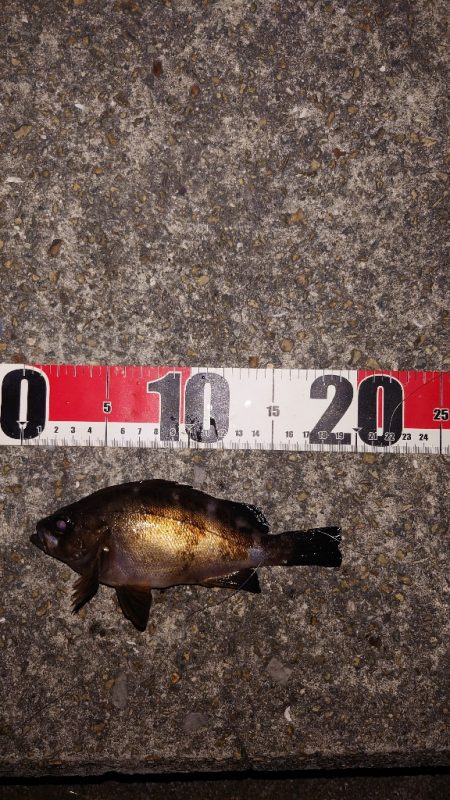 梅雨明けメバル調査