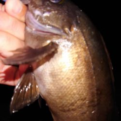 梅雨明けメバル調査2