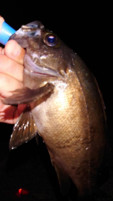 梅雨明けメバル調査2