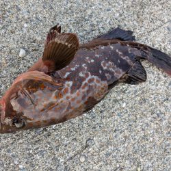 お寝坊フィッシング