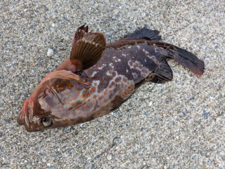 お寝坊フィッシング