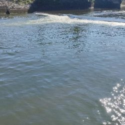 久々のトップチニング