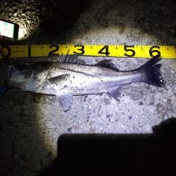 久々のシーバス