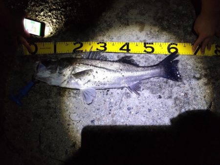 久々のシーバス