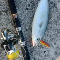 ヤズちゃんとアジ