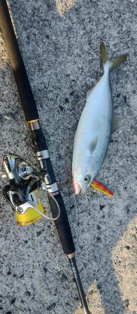 ヤズちゃんとアジ