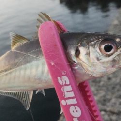 ジグサビキで3目