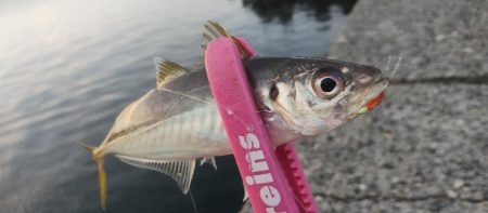 ジグサビキで3目