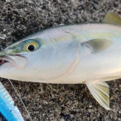 ライトショアジギング