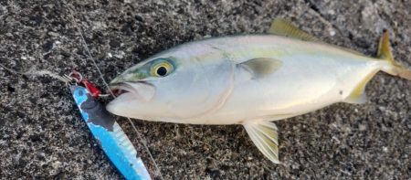 ライトショアジギング