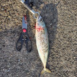 毎度アカン日に、、、