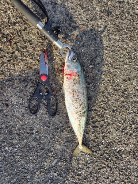 毎度アカン日に、、、