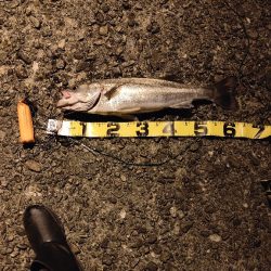 夜の海も暑かった。