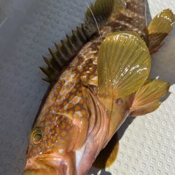 ロックフィッシュ