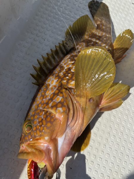 ロックフィッシュ