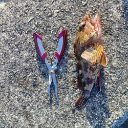 アオリイカ釣れた