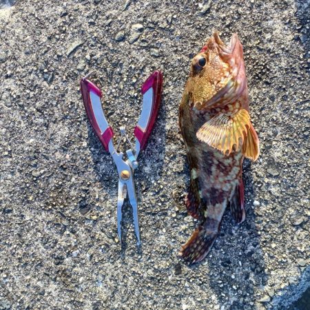 アオリイカ釣れた