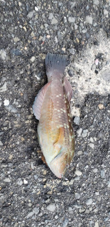 久しぶりの釣行