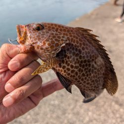 陸っぱり釣行記