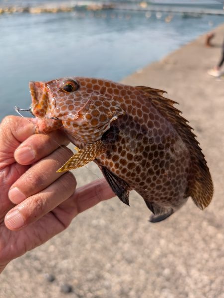 陸っぱり釣行記